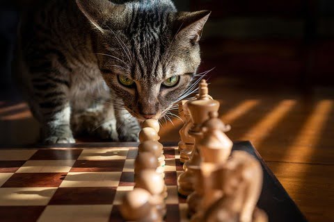 gato atigrado mirando el tablero de ajedrez (imagen ilustrativa)